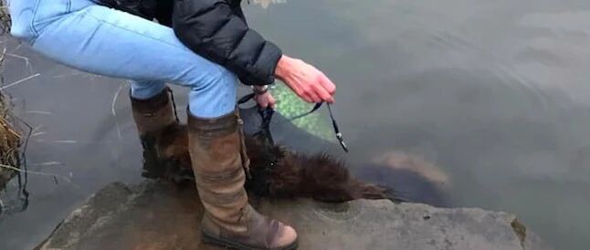 狗狗后腿上拴着一块大石头，被人推进河里，只露出个头使劲扑通！