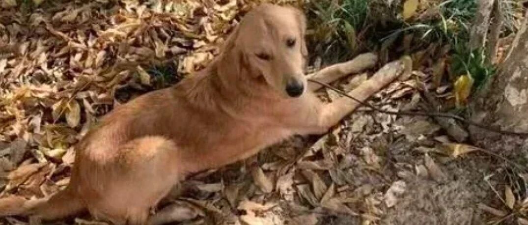 金毛被寄养时走丢，它凭借坐车记忆，半个月暴走100多公里回家