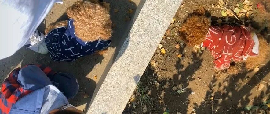 主人的小疏忽酿成大错，泰迪偷溜出家门被撞，同伴无助守在身旁！