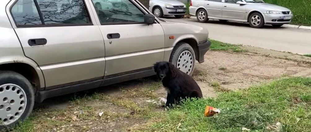 狗妈被遗弃的第二天就生产了，阿姨好心照顾，它选择再次相信人类