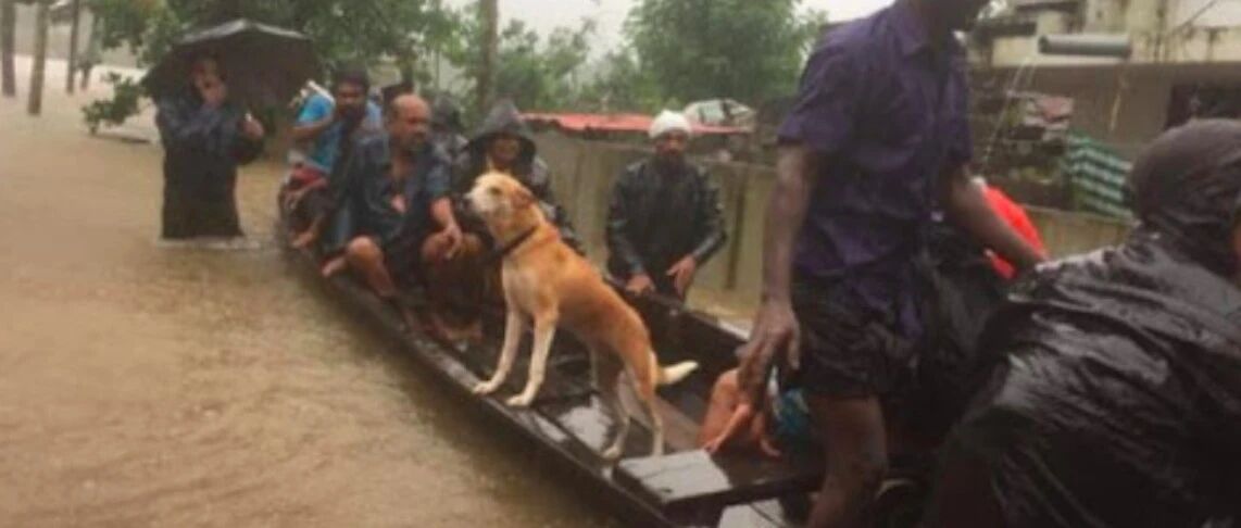 家人被洪水冲走，狗变身搜救犬参加救援，发现主人去世便自责绝食