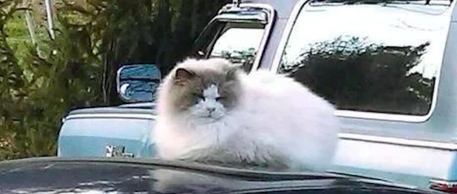 主人回老家没法带布偶猫，轻易就遗弃在小区，因价值高没人敢收养