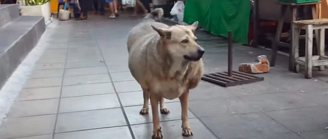 流浪狗因太多好心人喂食，竟成全市最胖的狗，为了健康强制它减肥