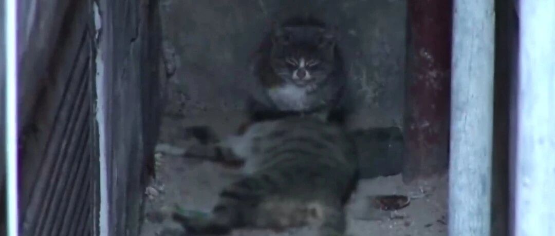 小猫宁愿吃石头充饥，也要把老鼠留给死去的猫妈妈，心酸又感动!