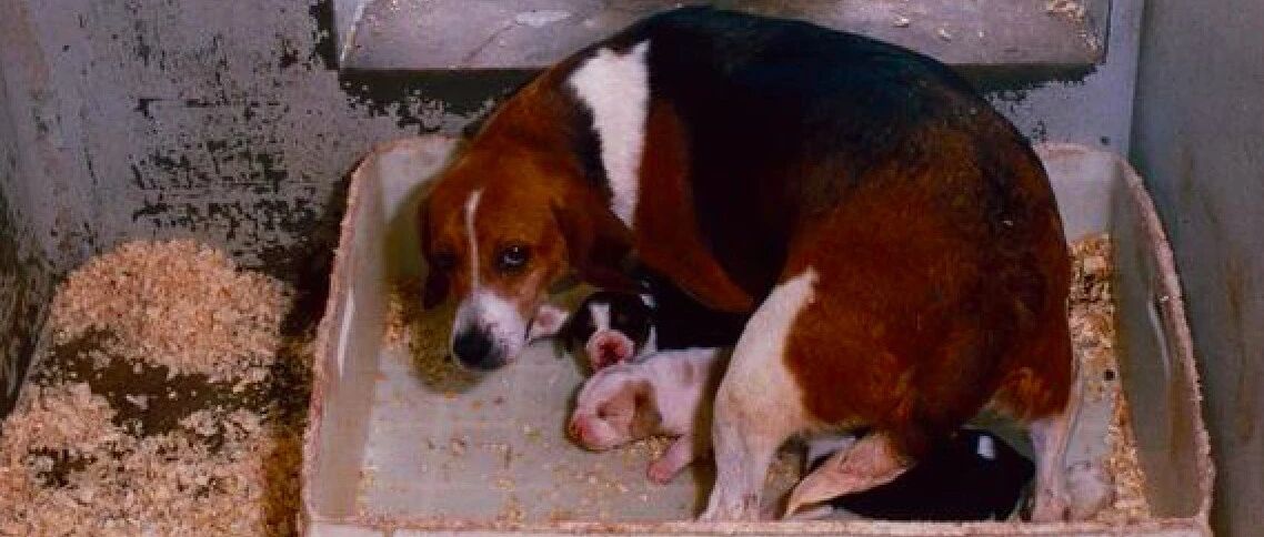 政府为了恢复经济，允许将宠物卖给实验室，没有一只狗能活着出去