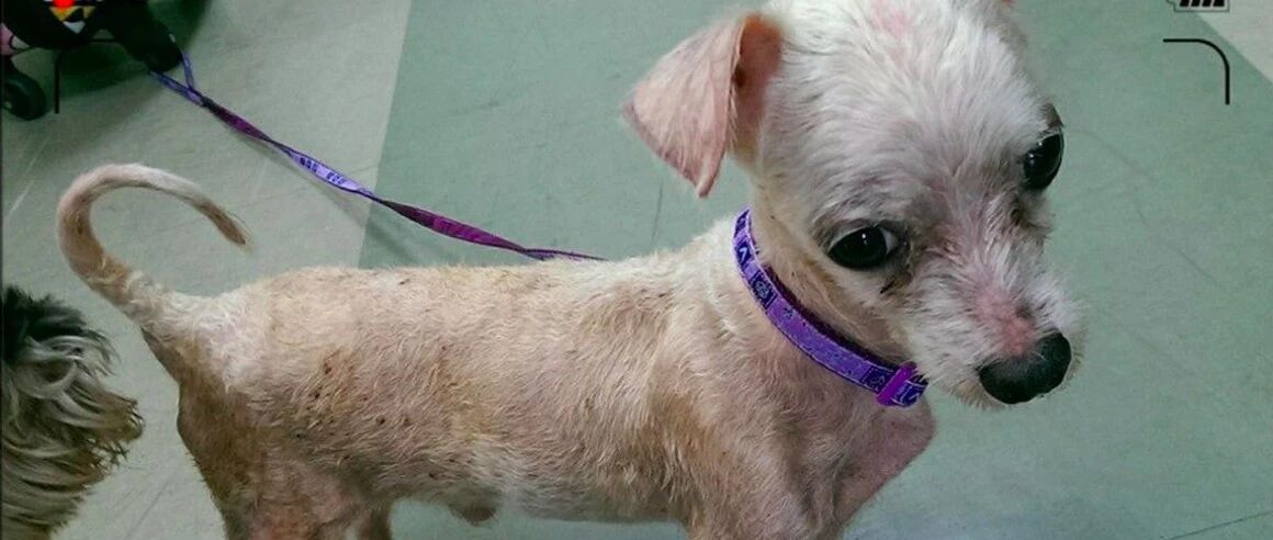 流浪狗患皮肤病牙齿烂完，男子辞去工作照顾它6年，如今人人羡慕