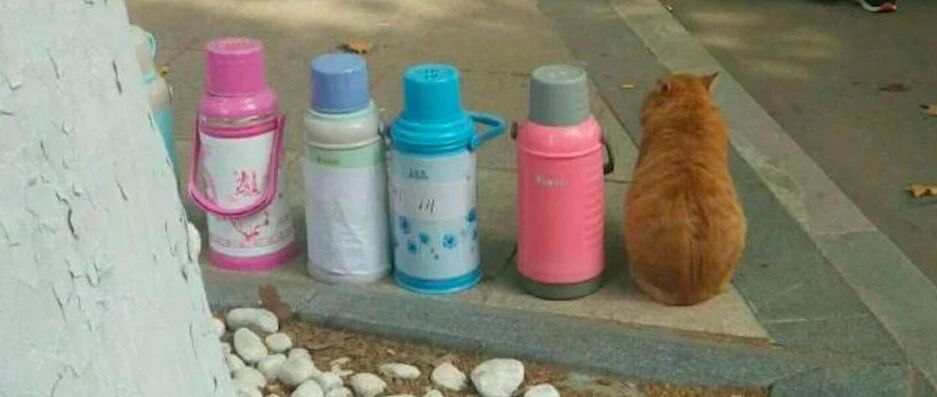 流浪猫比宠物猫还要胖，只因遇到了好心的学生，还有包容的校园！