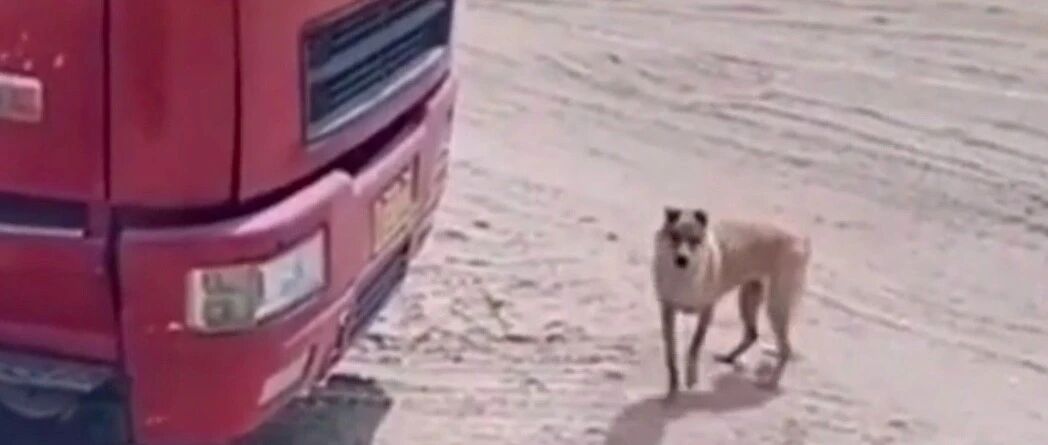 货车网红狗再次走丢，被人下药偷走还剪断定位，可能再也回不来了