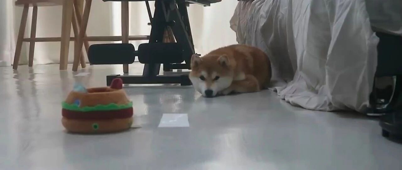 柴犬不喜欢洗澡，宠主花重金请了狗保姆，这操作把人看得直流口水