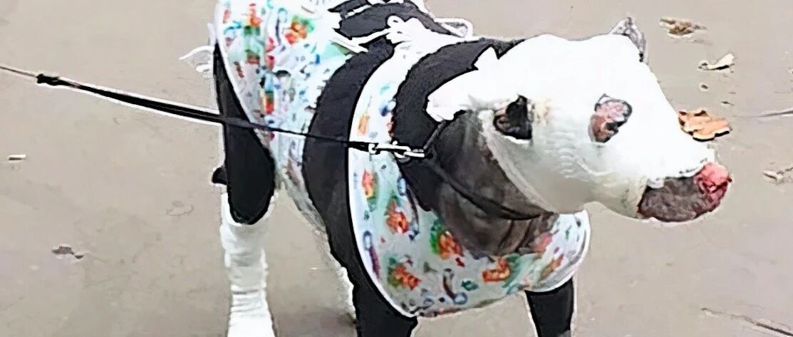 房子着火后，怀孕狗马上冲进去救主人，最后却因窒息晕倒在火海中