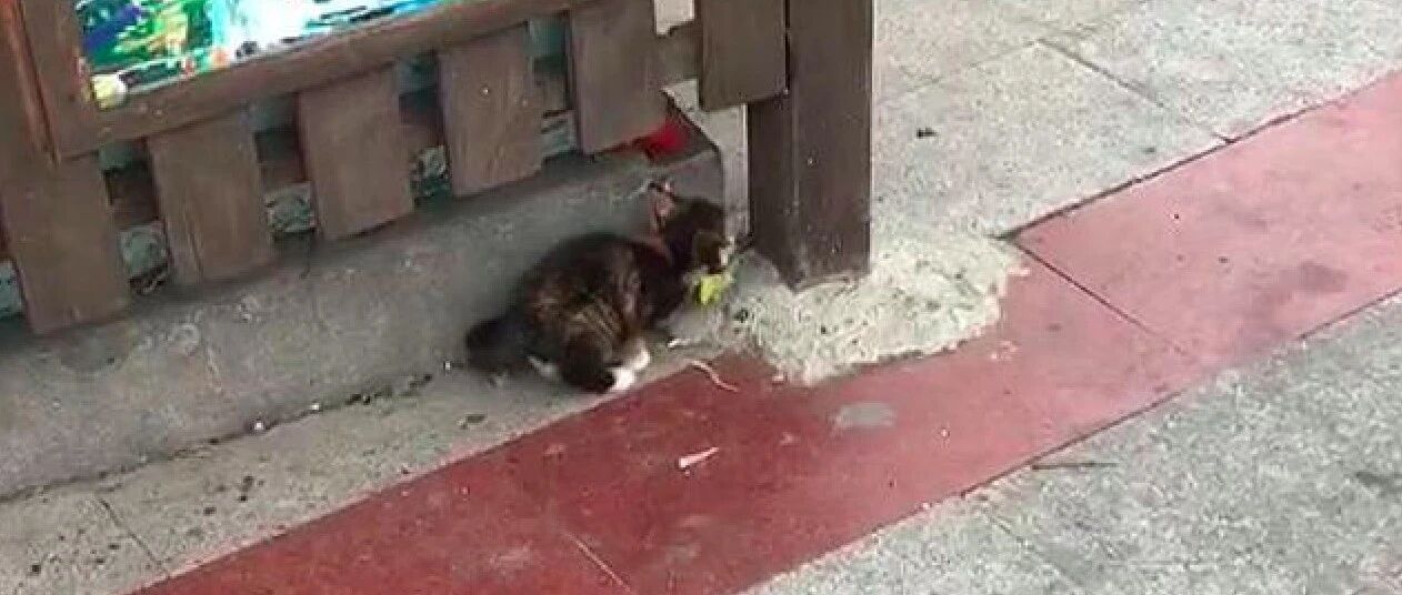 小猫饿得在垃圾旁吃绳子，好心人带回家领养，2个月后竟要减肥？