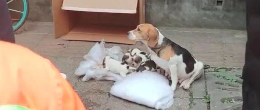 比格犬一家被人凌晨遗弃街头，主人做法让人不解，家里太有钱了？