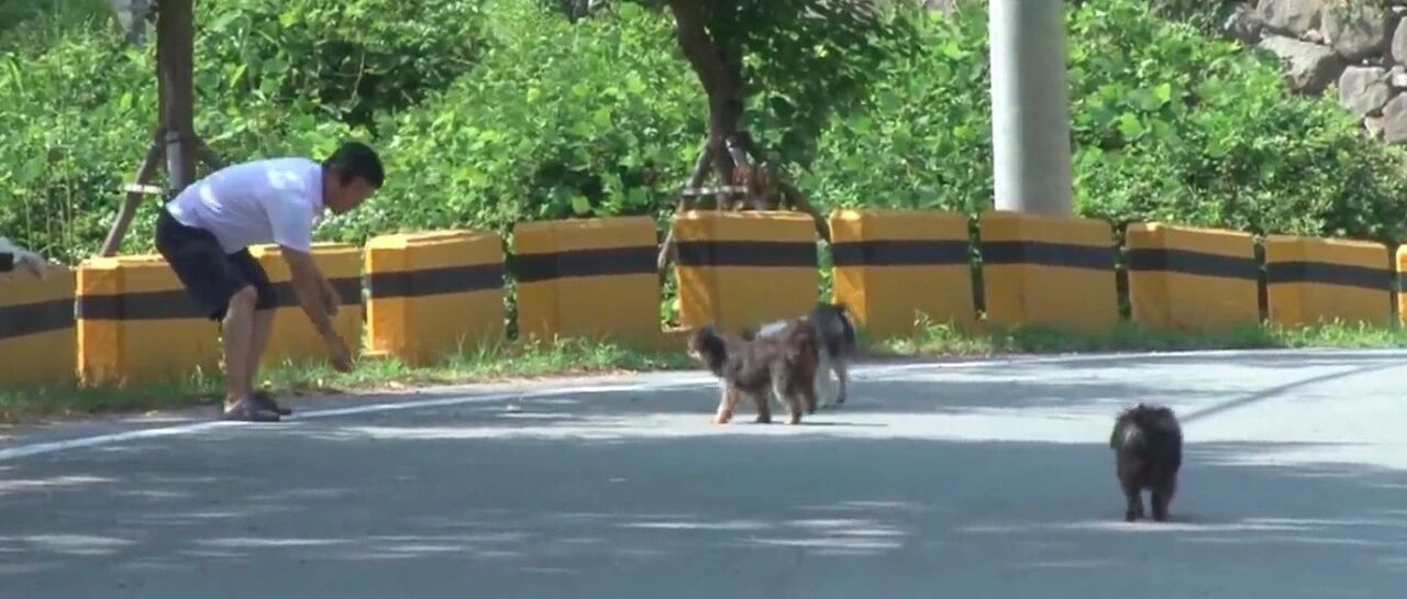 5只狗生活在马路上，同伴被撞死了它们依然不肯离开，结局很美好