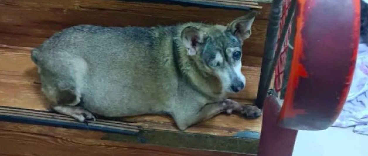 9年前的一场车祸，让狗视脸盆为珍宝，只因它想用一辈子去报恩！