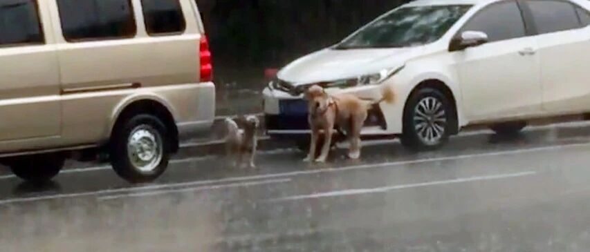 金毛的腿被车撞瘸了，小狗不顾暴雨在一旁守护着它，友情让人动容