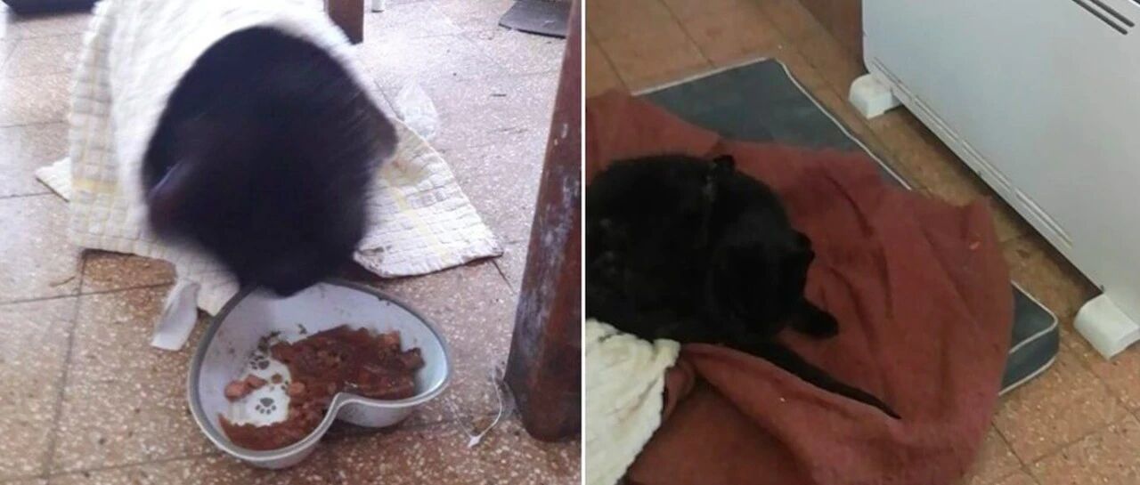 小黑猫莫名其妙失踪了，邻居家狗狗的异常行为，让事情真相大白！