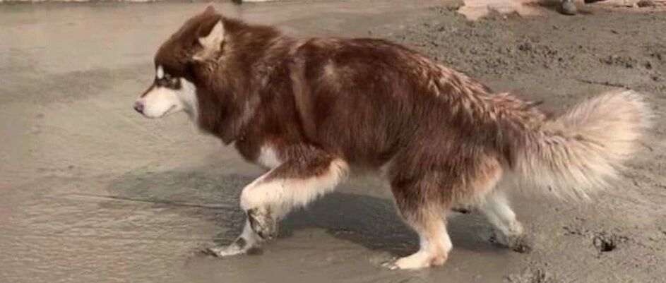 网红狗助农卖出千吨产品，突发心肌梗去世，短暂一生带来无尽欢乐