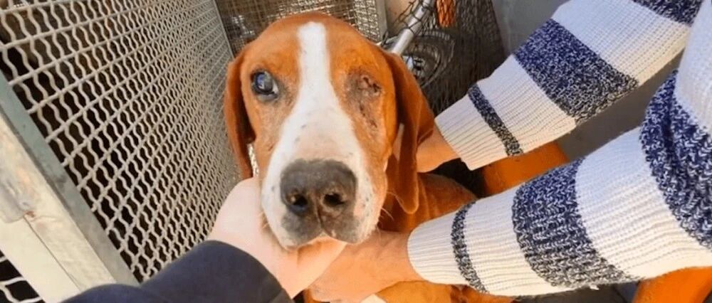 狗狗被遗弃在收容所，没想到它不招待见还被虐待，两只眼都失明了