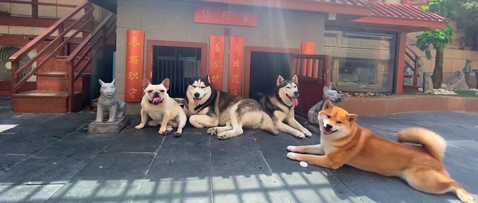 主人花20万给狗建别墅，电器玩乐设施一有尽有，还要建专属公园