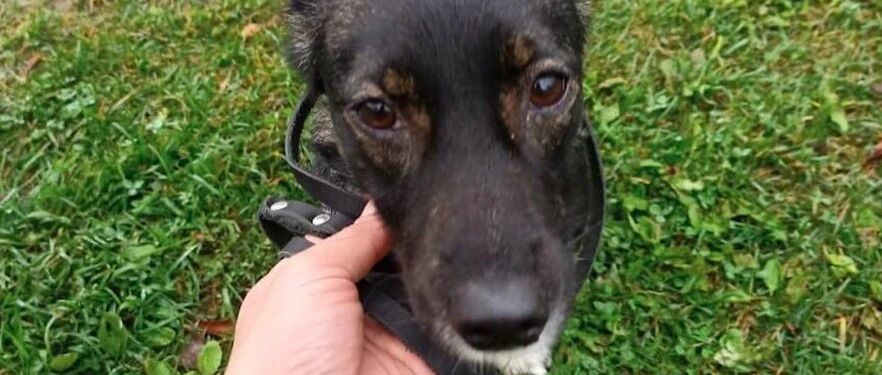 女子带狗狗去度假，它却在飞机上“凭空消失”了，一周后才找到它