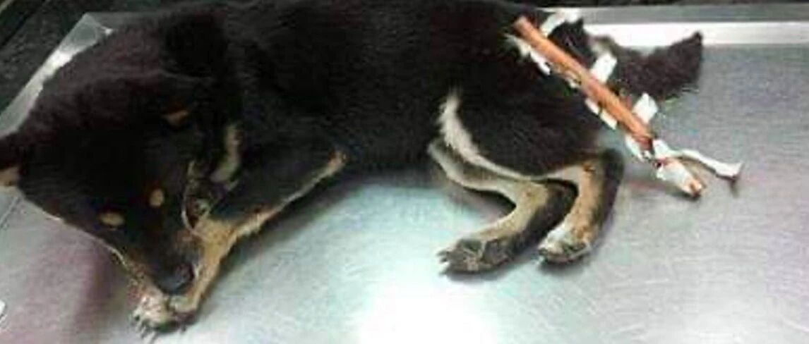 柴犬尾巴被裹上了一圈一圈胶带，原因让人太愤怒了，谁这么变态？