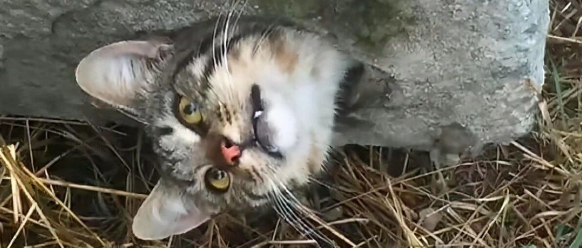 流浪猫卡在水泥板里，小哥一顿猛操作将它救出，猫却显得不高兴？