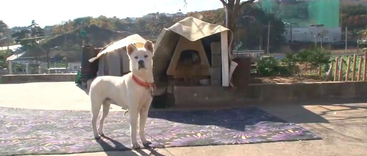 狗狗欠下风流债，老婆带孩子上门霸占窝，亲子鉴定结果好气又好笑