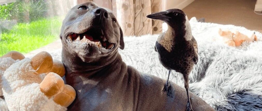 狗狗救了只受伤的喜鹊，照顾期间感情升温，竟分泌了奶水给它喝！