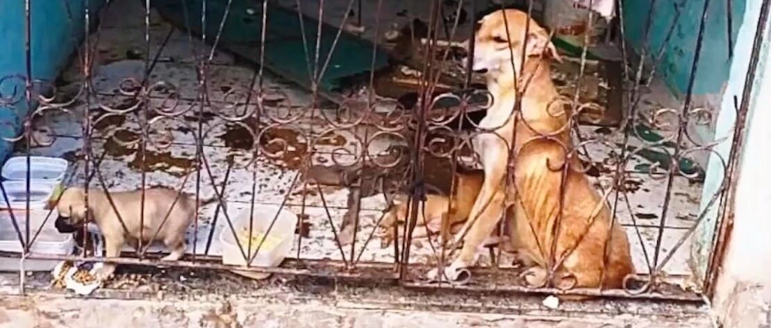 狗狗被关黑屋几个月，期间还生了4只小狗，主人却依然不闻不问！