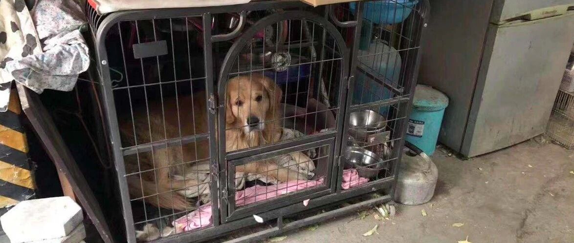 金毛被关笼子内3年，被解救后有了新主人，时隔一年依然记得恩人