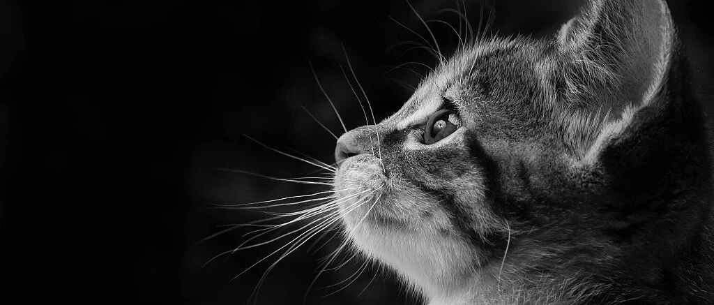 流浪动物惨遭虐待，而救它的宠物医生却被逼离职......