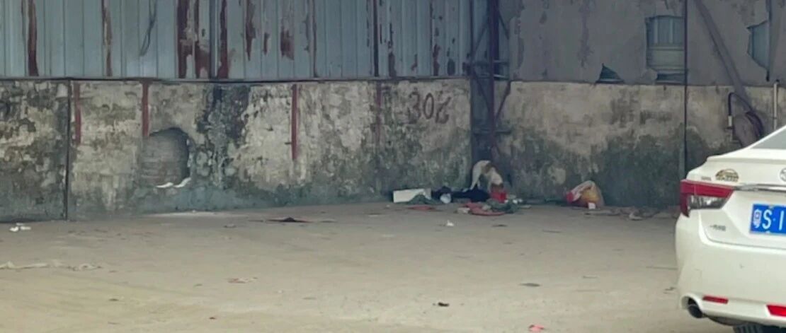 狗母子俩被拴停车场，靠好心人喂食才活下来，主人出现后倒很客气