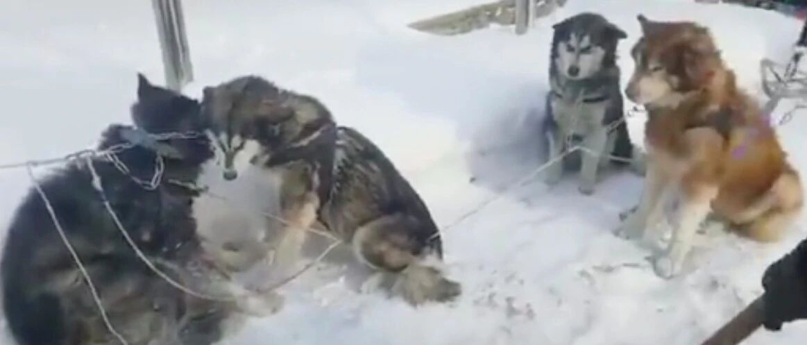 哈尔滨某景点疑似虐待雪橇犬？精神萎靡还有伤痕，回应：打架所致