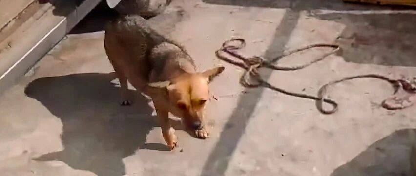 怀孕流浪狗抢不到食物惹人心疼，被带回救助站后，该给它做绝育吗