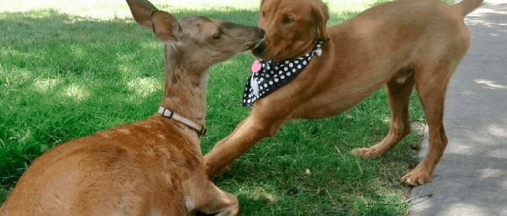 小鹿和金毛成朋友，回森林后还带孩子来认亲，长达11年的神仙友情