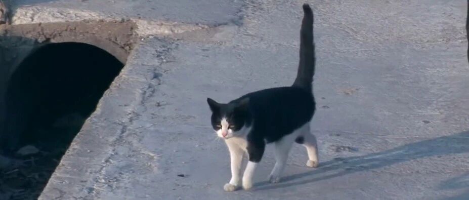 好心夫妇收养了只流浪猫，几个月后猫竟救了他们一命，善有善报啊！