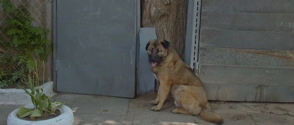 狗狗因为性格太过于亲人，竟被主人赶出家门，它还守在门口痴痴等