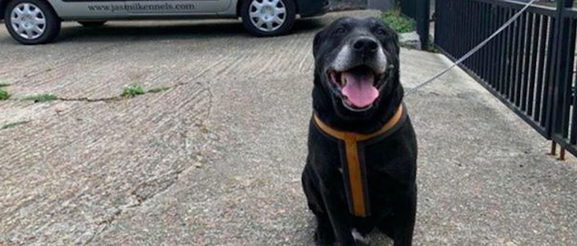 收养了10年的拉布拉多，被主人再次遗弃收容所，原因只是它不乖？