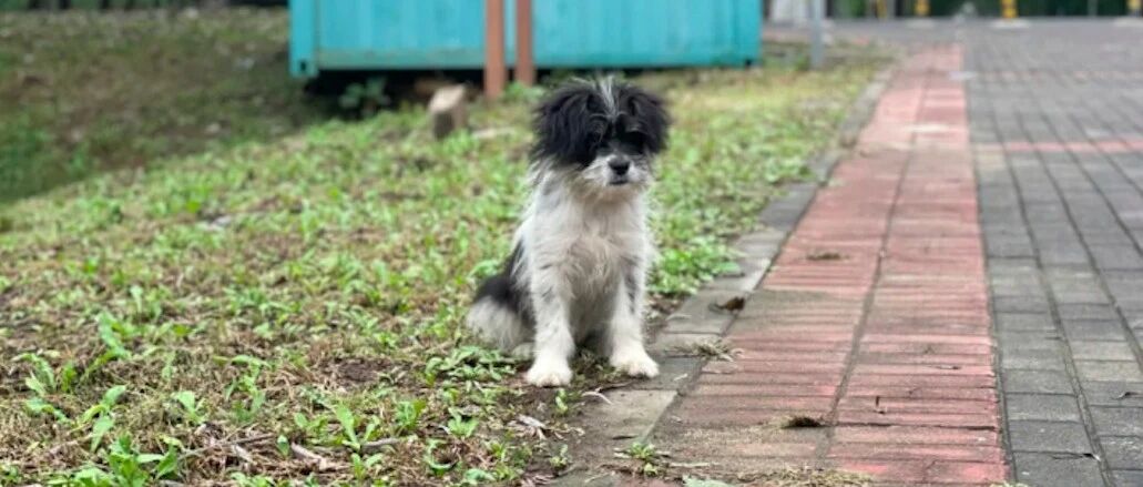 女孩在公园偶遇小狗，纠结半月仍未带它走，后来一个细节果断收养