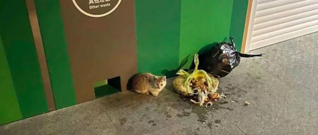 小猫失去妈妈饿得吃垃圾，好心人投喂猫粮，却被清洁阿姨故意清走