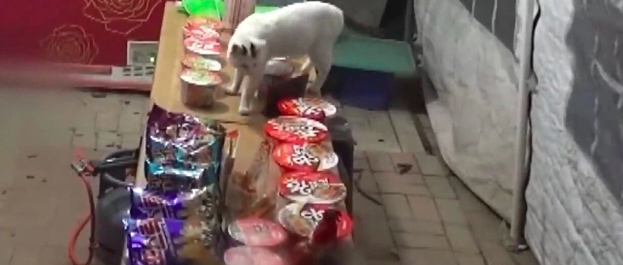 动物园遭流浪猫“黑手”，被抓住后还变本加厉，当起了园中老大！