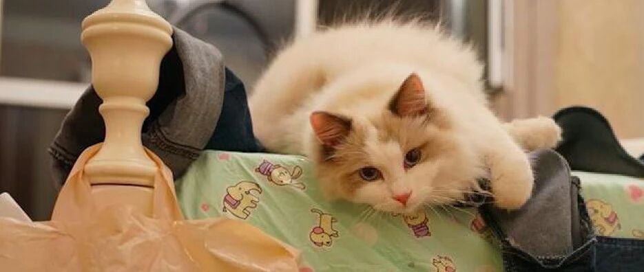 男友不喜欢猫，将她养了2年的布偶猫故意放走了，现在也没能找回