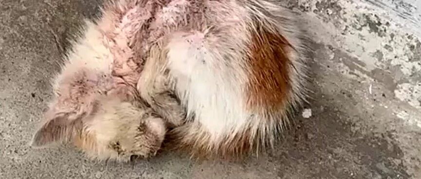 小猫饿得在路边蜷缩成一团，网友善良的举动，将它从鬼门关拉回来