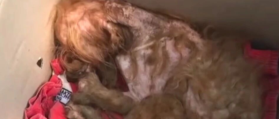 狗狗被主人遗弃后，又遭邻居们的驱赶，它却还忠诚地守在楼下等待