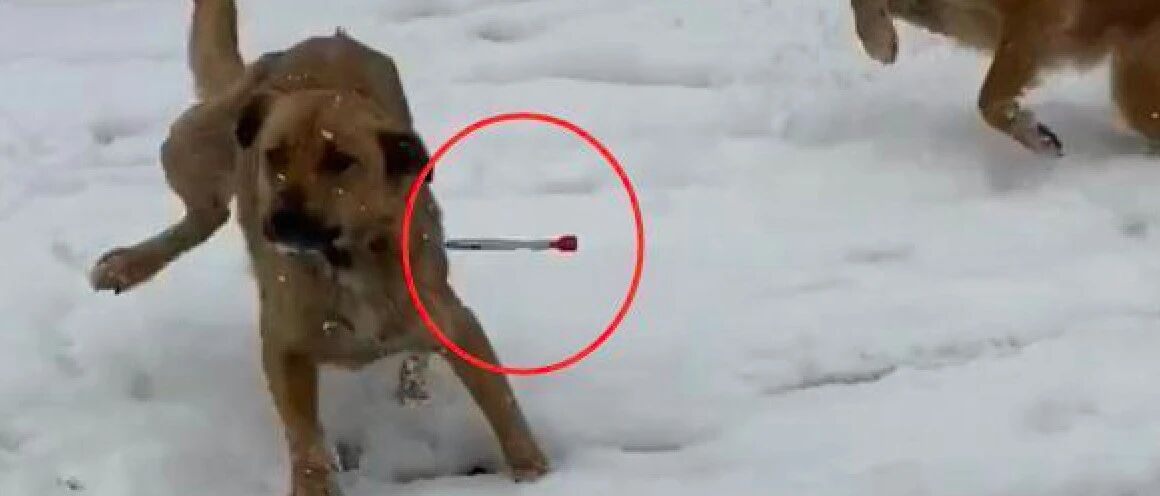 流浪狗妈妈被麻醉针射中后，以为自己将死，硬撑回到孩子身边喂奶