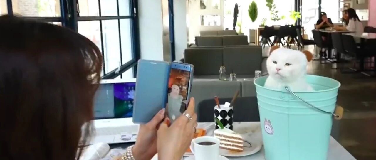 流浪猫被收养后却遭欺凌，蹲在水桶里躲着，意外变成高级服务员！