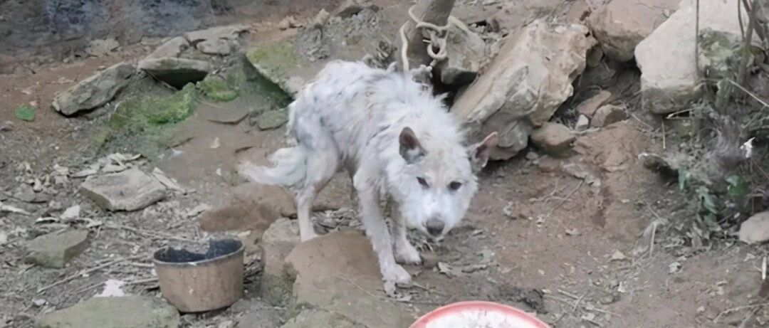 哈士奇帮看鸡棚，生病了主人却不舍得花钱，要找救援组织免费看病