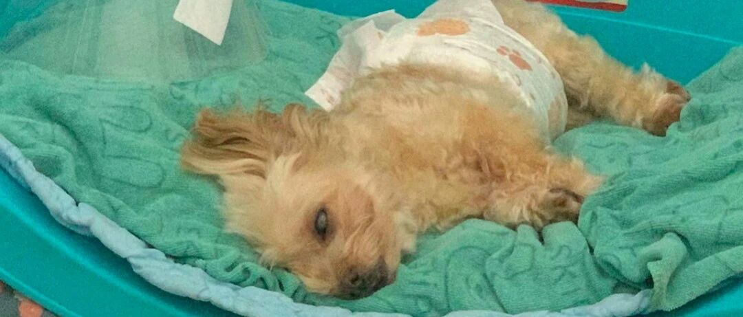 狗狗失去了一只眼，情侣分手后依然轮流照顾它，要一起做它的眼睛