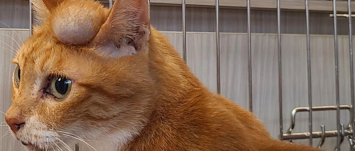 猫咪头顶上长了个肿瘤，义工要带它去治疗，却遭到当地村民阻止？