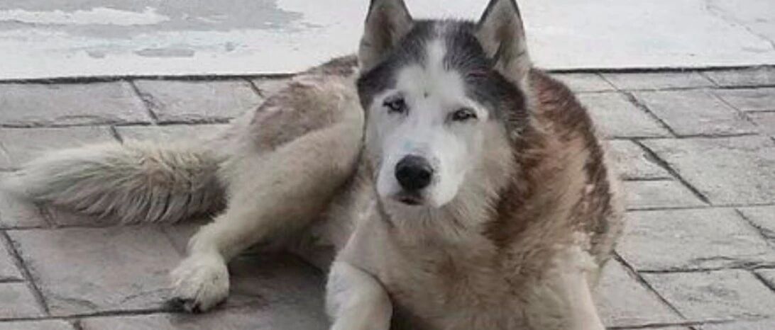 哈士奇掉进泳池快要溺水，快递员勇敢跳入救出狗，却被他人指责！